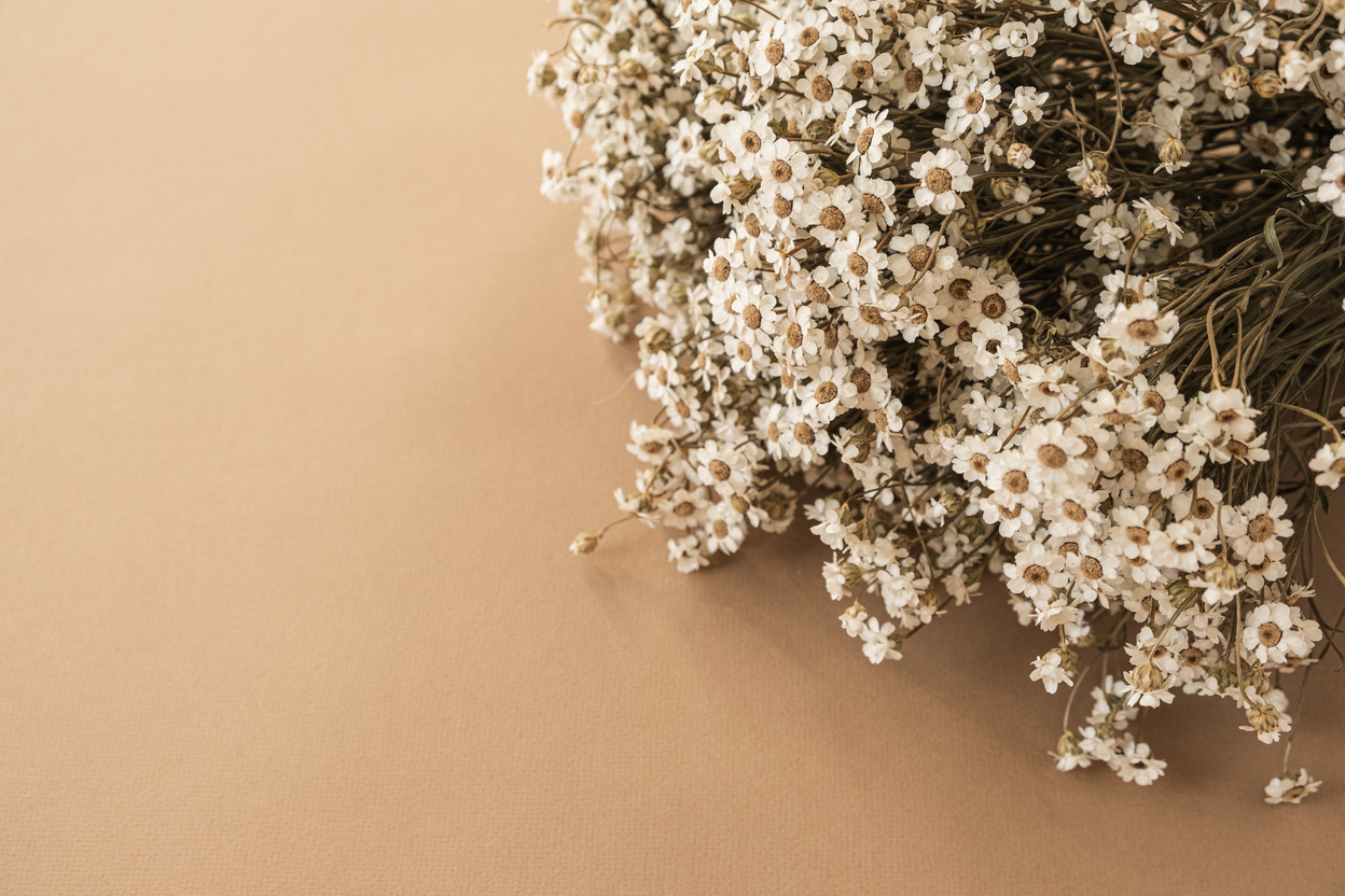 Bouquet of Dried White Chamomile Flowers